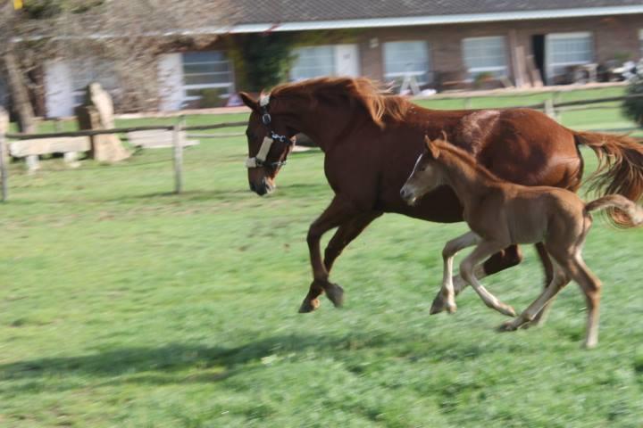 산타 크리스티나 다로 Residential Horse Club Costa Brava 호스텔 객실 사진