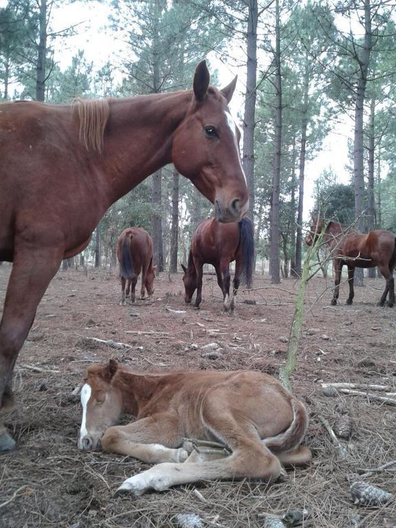 산타 크리스티나 다로 Residential Horse Club Costa Brava 호스텔 외부 사진